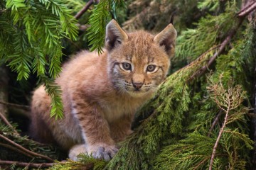 Borth Wild Animal Kingdom Warned Twice of Lynx Escape Risk